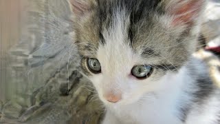 Our Cats 209  Kittens Grashak amp Matilda On Hike Through Rocks [upl. by Aikehs]