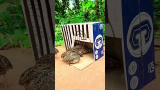 DIY Underground Quail Trap Make From Cardboard Box And Hole  Best Quail Trap [upl. by Dallas503]