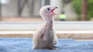 4 day old aplomado chick feeding at the ICBP [upl. by Aihsrop]