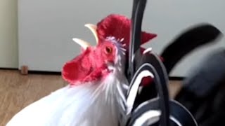 Chicken gets mad when my daughter goes to school [upl. by Sibelle]