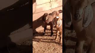 youtube cow micropig automobile piglet pig boxing familiapig boxeo pigue [upl. by Starlin]