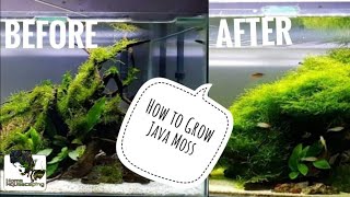 HOW TO Grow Java Moss Membuat Aquascape水草造景 [upl. by Zippora490]