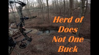 A Herd of Does  Not One Buck  Virginia Saddle Hunting [upl. by Terpstra]