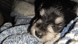 Miniature schnauzer puppies training October 21st litter The females [upl. by Romito538]