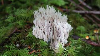 Crested Coral Fungus [upl. by Linkoski78]