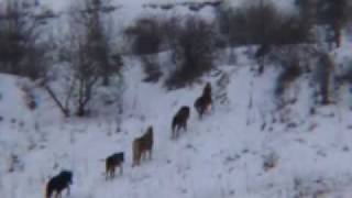 BožicaDivlji konji Srbije [upl. by Eydie]