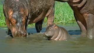 Mother Hippo Fights to Protect Her Calf  Natural World  BBC Earth [upl. by Britta]