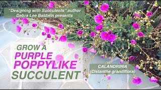 Grow a Purple Poppylike Succulent Calandrinia Cistanthe grandiflora rock purslane [upl. by Ragse]