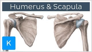 Humerus and Scapula Anatomy Definition Ligaments amp Bones  Kenhub [upl. by Imar]