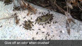 Odorous House Ants [upl. by Taryn685]