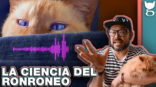 ¿POR QUÉ LOS GATOS RONRONEAN 😺 LA GATERÍA TV [upl. by Ydnirb509]