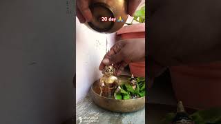 Kartik snan seva ka 20 day 🙏🥰 motivation kanhakisakhi like viralvideo haribol [upl. by Brigette]