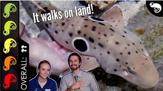 Epaulette Shark The Best Pet Fish [upl. by Einnej]