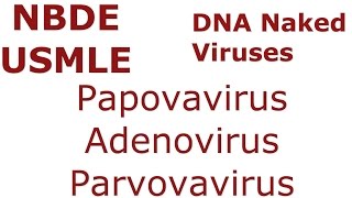 DNA NAKED Viruses  Papovavirus  Adenovirus  Parvovirus  NBDE amp USMLE [upl. by Teirrah]