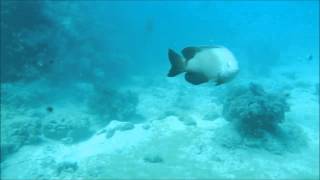 Damselfish attacks Stegastes nigricans [upl. by Jeggar]