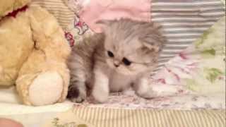 Mario  Teacup Shaded Silver Persian Kitten for Sale from Daphnes Dolls Cattery [upl. by Sedlik646]