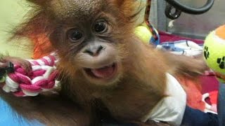 Baby orangutan arrives in UK rescue centre [upl. by Notffilc566]