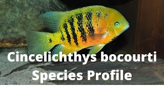 Cincelichthys bocourti Species Profile [upl. by Tully861]