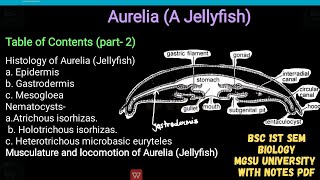 Histology of aurelia  epidermis gastrodermis mesogloea amp type of nematocysts musculature amp loco [upl. by Zacek]