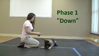 How to Train a dog to Lie quotDownquot K91com [upl. by Annabell]