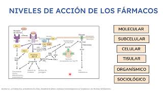 Farmacodinamia Parte 14  Docente Nicolás Loschiavo [upl. by Attinahs936]