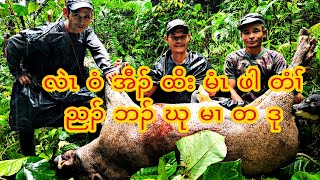 Supper Hunter We Got Wild Pig 96 Kg Part1 wildpig [upl. by Fawnia]