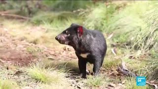 Diable de Tasmanie  retour du marsupial en Australie 3 000 ans après sa disparition [upl. by Nairrot152]