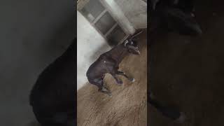 paralysis in goat  Round worms infection in goat  बकरों में लकवा के लक्षण [upl. by Lose631]