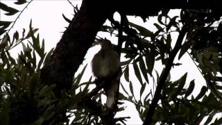 Lesser Honeyguide calling [upl. by Kit]