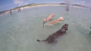 CACHORRO NA PRAIA Labrador e Golden retriever nadando  Labrador Chocolate Fred [upl. by Kcirded]