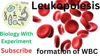 Leukopoiesis  Granulopoiesis  Lymphopoiesis  WBC  Formation of white blood cells  Hematology 🔥🔥 [upl. by Adnoluy715]