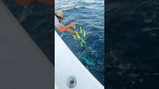 How To Gaff A Massive 80lb Yellowfin Tuna shorts [upl. by Posehn]