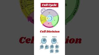 Cell cycle and Cell division  cell cycle and cell division class 11 biology csirnet neet [upl. by Krissie964]