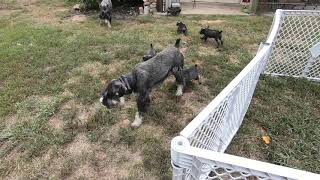 Standard Schnauzer Puppies at play [upl. by Ferdinand290]