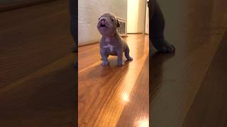 Tiny Frenchie Terrorizes His Lazy Brother l The Dodo thedodo animals dogs [upl. by Lonni]