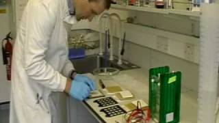 MSc in Molecular Exercise Physiology Western blot [upl. by Danieu]