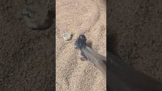 Desert Horned Viper AMBUSH STRIKE snakes animals [upl. by Imelda]