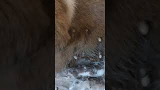 mANGO wORM rEMOVAL FROM A sTARVING sTRAY pUPPYS eNTIRE bODY [upl. by Jay]