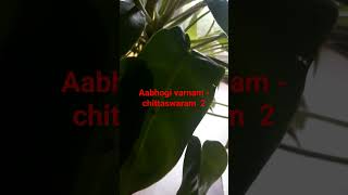 Aabhogi varnam  chittaswaram 2 Evari bodhana Aabhogi Raga Varnam Aadhi Thalam Tana Varnam [upl. by Nalyt]