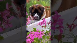 Taïko le jardinier ou Taïko le cleptomane  chien funny dog [upl. by Isawk]