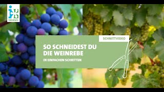 Intratuin  Weinrebe schneiden [upl. by Argent]