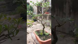 Calliandra Bonsai powder puff viralvideo shortsvideo shorts bonsai [upl. by Shu687]