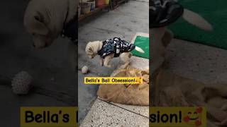 Bella the Labrador Too Busy Playing with Her Ball to ListenBellaTheLabrador2024 Rinievlogs [upl. by Cawley243]