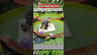 दुनिया का सबसे बड़ा पत्ता  Victoria water lily plant [upl. by Hedve]