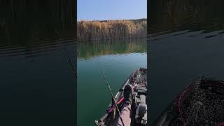 Small Pike Chasing Big Lure pikefishing stiuca lurefishing kayakfishing [upl. by Austine]