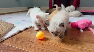 Hopalong Gang Some of the kittens come to check me out [upl. by Areyk]