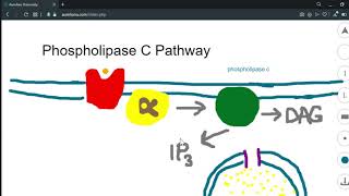 Topics  Neuroscience The Phospholipase C Pathway [upl. by Johnston]