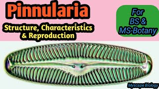 Pinnularia  Structure Characteristics amp Reproduction  BSMSBotany  Urdu amp Hindi [upl. by Ameehs]