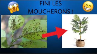 Comment se debarasser des moucherons dans ses plantes [upl. by Sydel790]