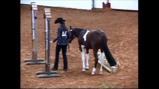 2012 APHA World Championship Show Yearling InHand Trail [upl. by Zischke]